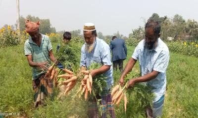 নাগরপুরে বাণিজ্যিক গাজর চাষে সফল কৃষক আবদুর রহিম