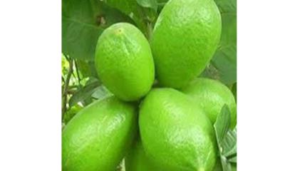 প্রচণ্ড গরমে লেবুর শরবতের উপকারিতা