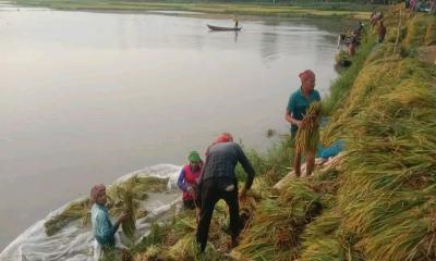 কালিয়াকৈরে বৃষ্টির পানির নিচে আলয় বিলের ধান, চাষীর দুশ্চিন্তা
