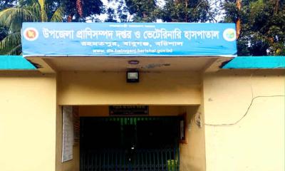 ভুল চিকিৎসায় গর্ভবতী গাভীর মৃত্যুর অভিযোগে তোলপাড়: সত্যতা পায়নি তদন্ত কমিটি