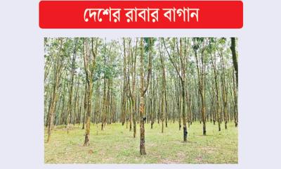 বেসরকারিতে লাভ সরকারিতে লোকসান