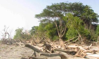 বিলীন হবার পথে বরগুনার টেংরাগিরি বন