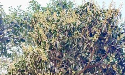 মাঘের শীতেই দিনাজপুরে আমের আগাম মুকুল