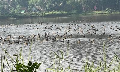 জাকসুর উদ্যোগে প্রাণ ফিরে পেল জাবির পরিত্যক্ত লেক