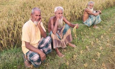 সরিষাবাড়ীতে ইট ভাটার বিষাক্ত ধোঁয়ায় কৃষকের স্বপ্ন পুড়ে ছাই