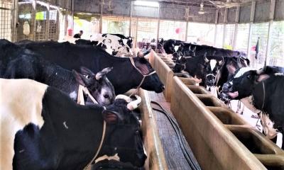 টাঙ্গাইলে কোরবানির পশুর রেকর্ড জোগান, উদ্বৃত্ত প্রায় ৪০ হাজার
