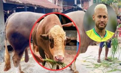শুধু চুলের স্টাইলেই নয়, ভঙ্গিতেও রাজকীয় ভাব ষাঁড় ‘নেইমারের’