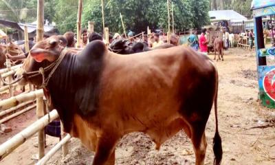 পশুর হাটে মাঝারি গরুর চাহিদা বেশি, বড় গরুতে দর্শনার্থীর ভিড়