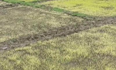 লালমনিরহাটে তীব্র শীত ও ঘনকুয়াশায় নষ্ট হচ্ছে বোরো ধানের চারা