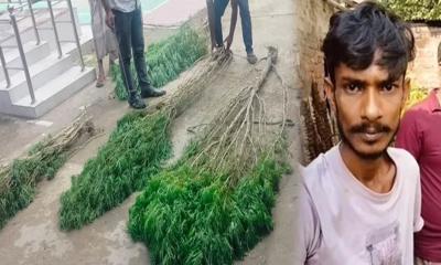 মান্দায় বসতবাড়িতে গাঁজা চাষ, যুবক গ্রেপ্তার