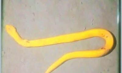 মহেশপুরে বিরল অ্যালবিনো গোখরা উদ্ধার, এলাকায় চাঞ্চল্য
