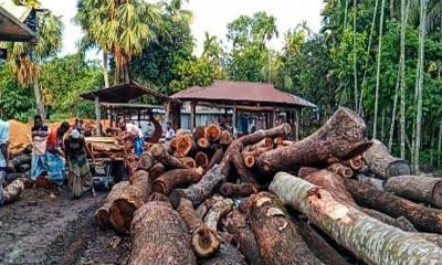 অবৈধ করাতকলে সয়লাব মনপুরা