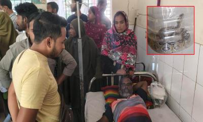 পাংশায় জীবিত বিষধর রাসেল ভাইপার সাপ নিয়ে হাসপাতালে হাজির কৃষক