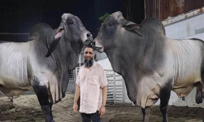 সাদিকের ‘উচ্চ বংশীয়’ ব্রাহমা গরু খলিলের দোকানে কেজি দরে বিক্রি