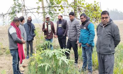 সরিষাবাড়ীতে বস্তায় আদা চাষে ব্যাপক ফলন
