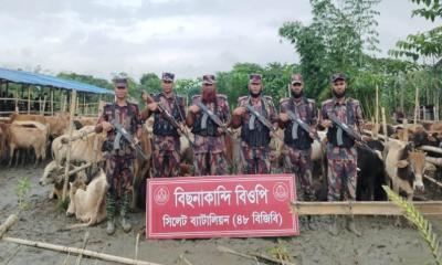 সিলেটে গরু-মহিষের বড় চালান ধরলো বিজিবি