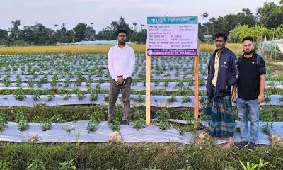 সন্দ্বীপে মালচিং পদ্ধতিতে মরিচ চাষে লাভবান কৃষক