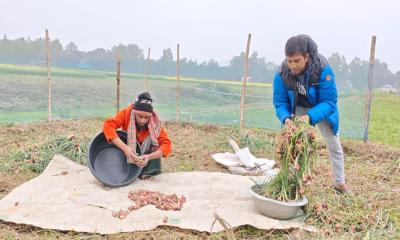 ভাঙ্গুড়ায় পৌষের হাড়কাঁপানো শীতেও ফসলের মাঠে ব্যস্ত কৃষক