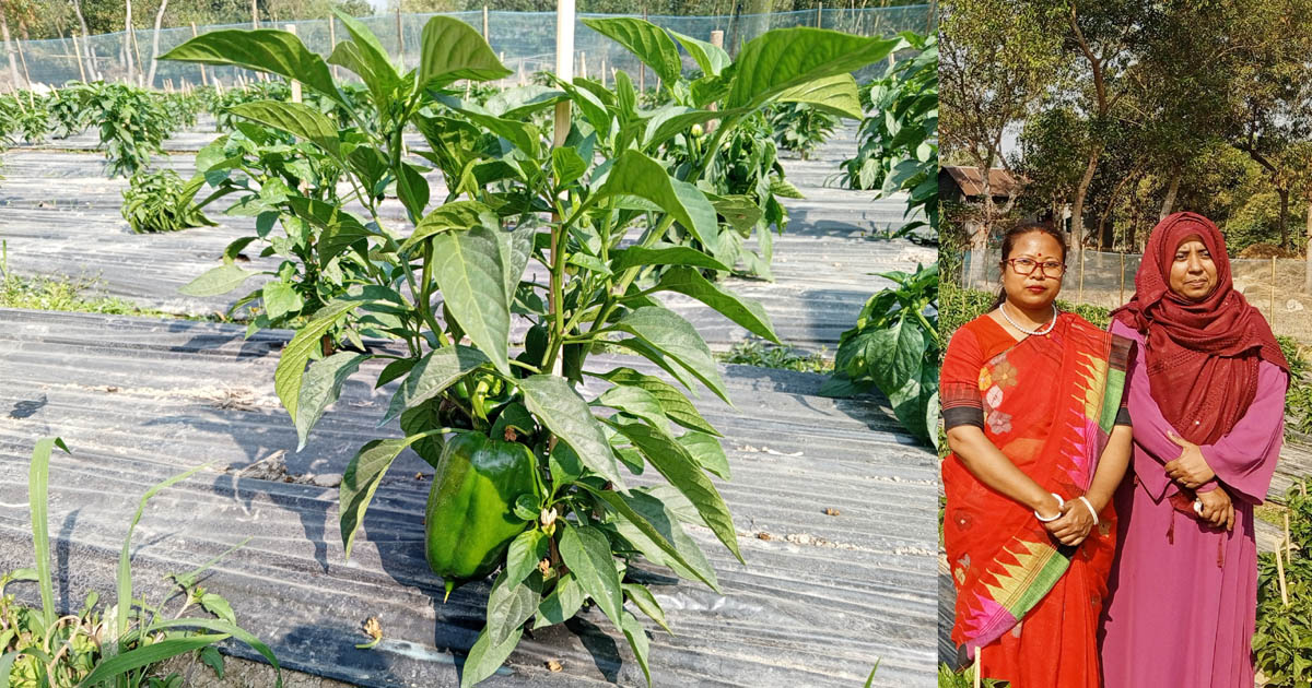 সখীপুরে ভিনদেশি ক্যাপসিকাম চাষে জয়নাল আবেদীনের নতুন স্বপ্ন