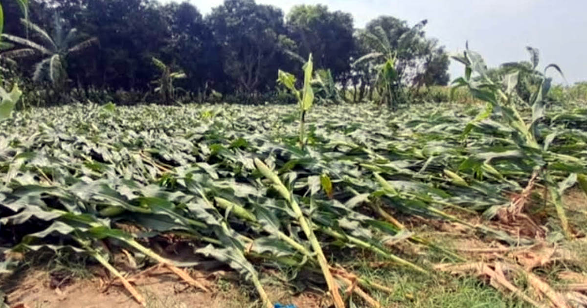 চুয়াডাঙ্গায় কালবৈশাখীর তাণ্ডব, ৪০০ হেক্টর ফসল ক্ষতিগ্রস্ত