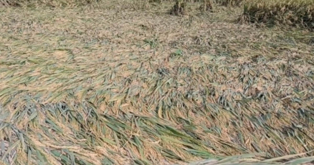 মাদারীপুরে টানা বৃষ্টিতে ধানক্ষেত তলিয়ে বিপাকে প্রান্তিক কৃষক
