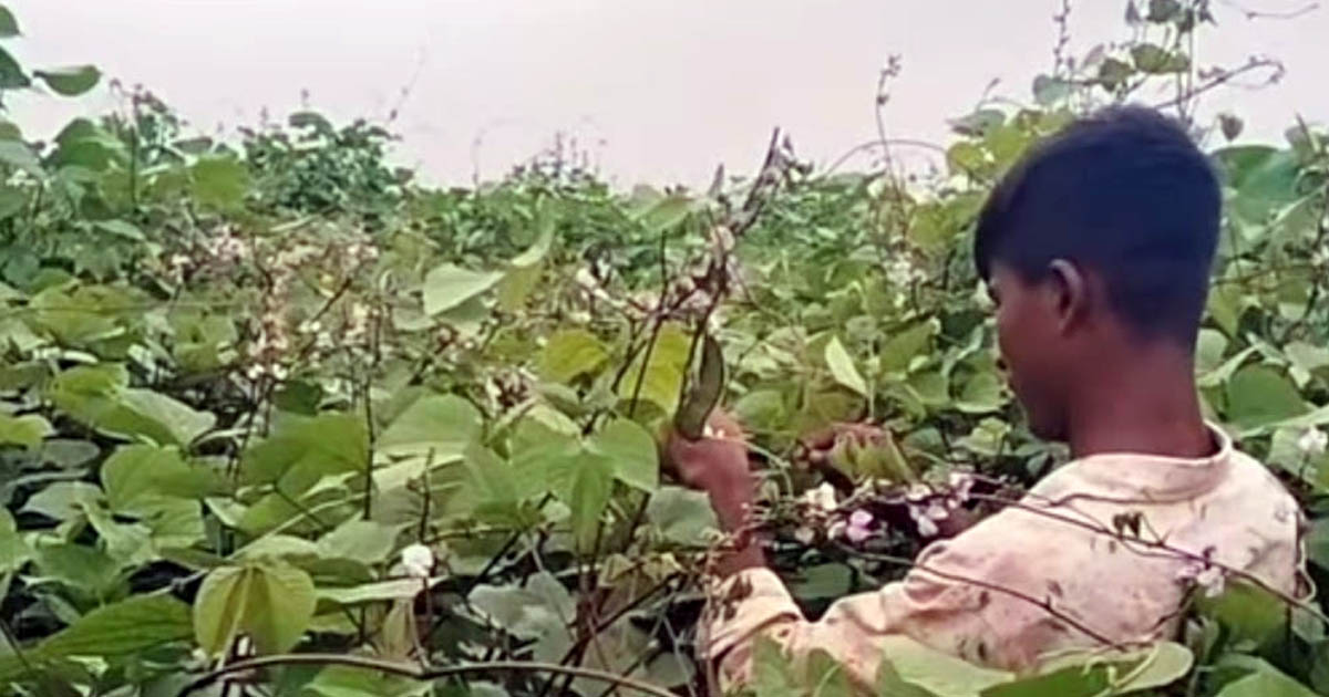 কেন্দুয়ায় আগাম শিম চাষের বাম্পার ফলন, কৃষকের মুখে হাসি 