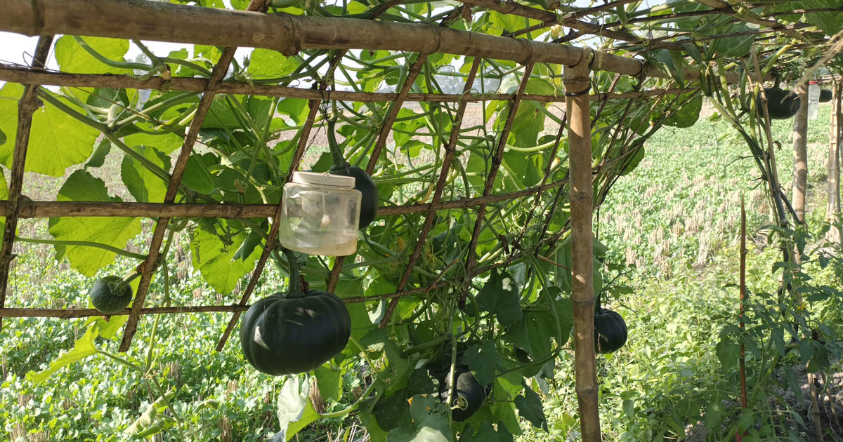 সবুজের ছায়ায় বদলে যাওয়া এক কিলোমিটার রাস্তা