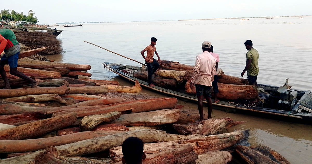 ‘লাল চন্দন’ ভেবে বিক্রি হচ্ছে কাঠের গুঁড়ি