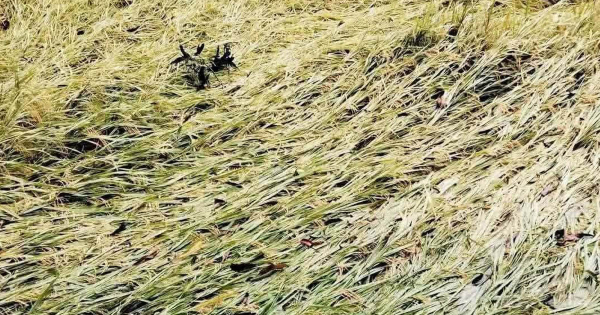 ঝড়-বৃষ্টির শঙ্কা ছাপিয়ে ময়মনসিংহে হারভেস্টারে ধান কাটায় গতি