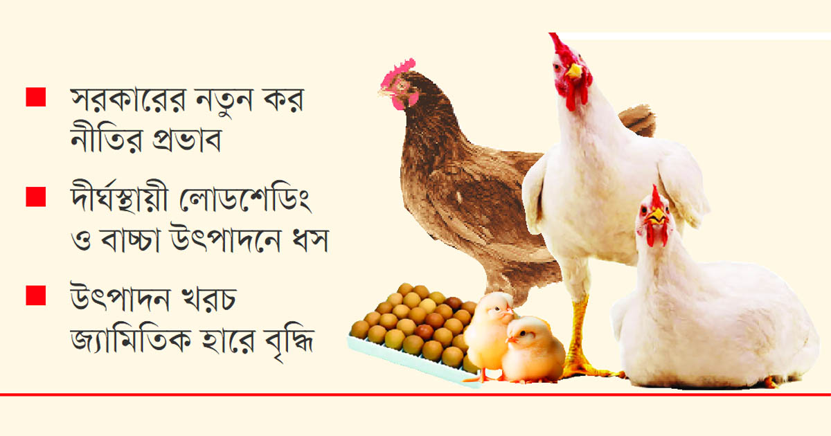চতুর্মুখী সংকটে পোল্ট্রি শিল্প