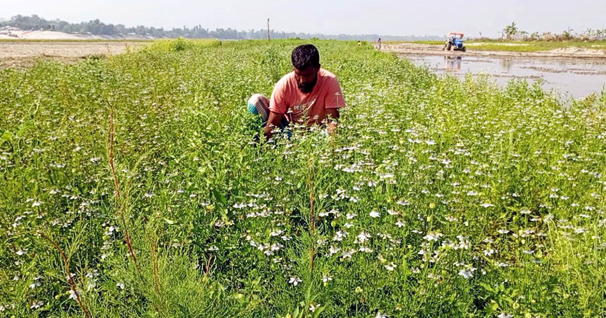 বগুড়ার চরাঞ্চলের পতিত জমিতে কালোজিরার বাম্পার ফলন