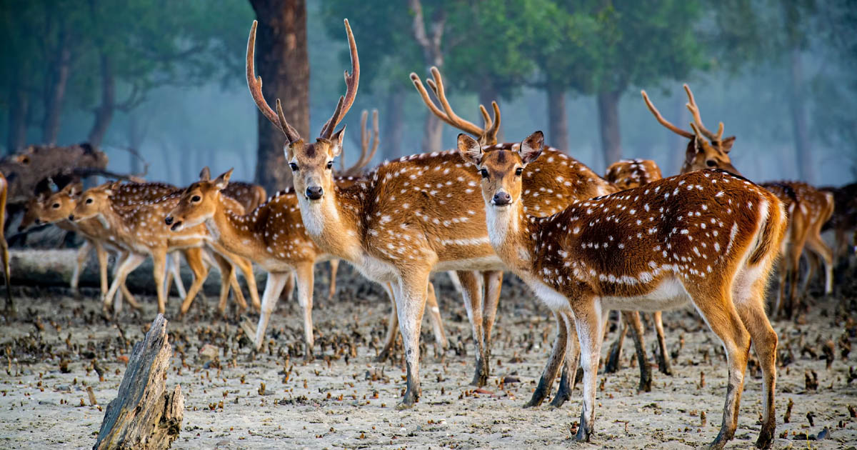 আজ সুন্দরবন দিবস