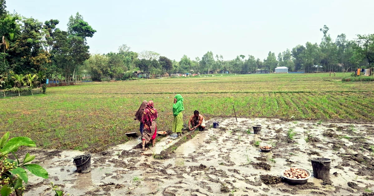 রংপুরে হঠাৎ বৃষ্টিতে আলুর জমিতে পানি, দুশ্চিন্তায় চাষিরা