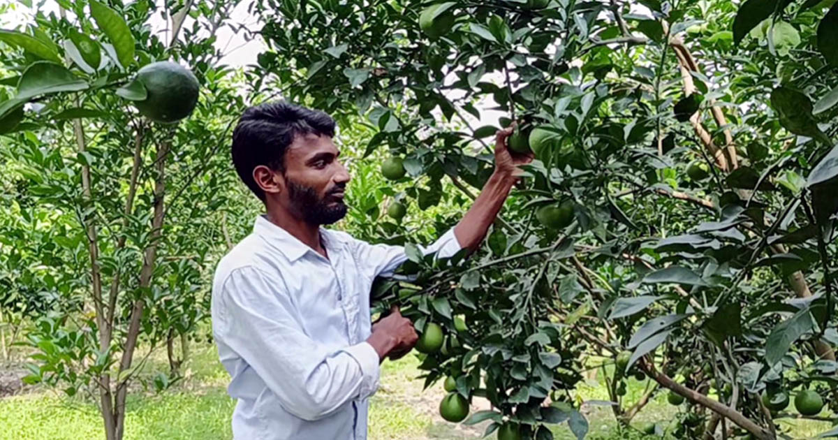 মাল্টা চাষ করে স্বাবলম্বী নবাবগঞ্জের স্বাধীন