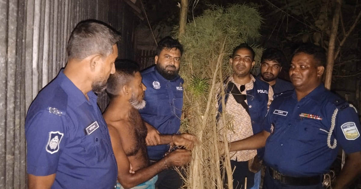 কলমাকান্দায় গাঁজার গাছসহ আটক ১