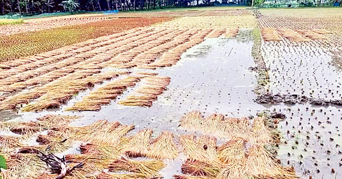 চৌগাছায় বৃষ্টি ও শ্রমিক সংকটে বিপাকে ধান চাষিরা