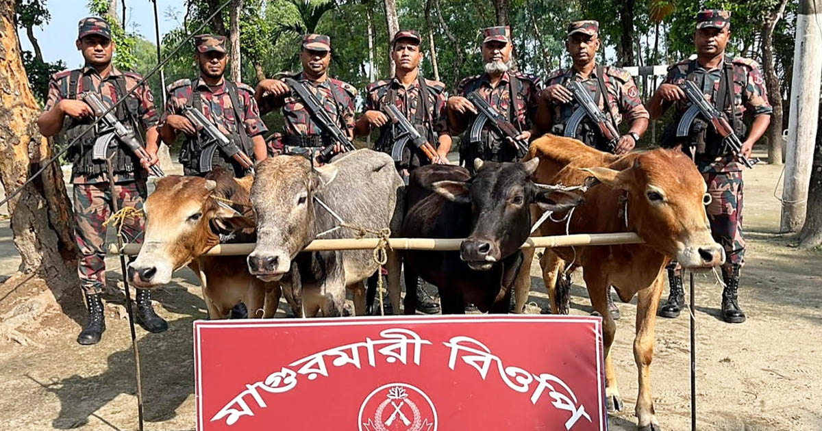 সীমান্তে ৫৬ বিজিবির অভিযান,  তিন লাখ টাকার ভারতীয় গরু আটক