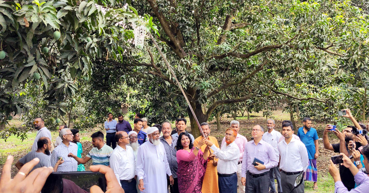 ২০ মে থেকে চুয়াডাঙ্গায় হিমসাগর আম সংগ্রহ শুরু