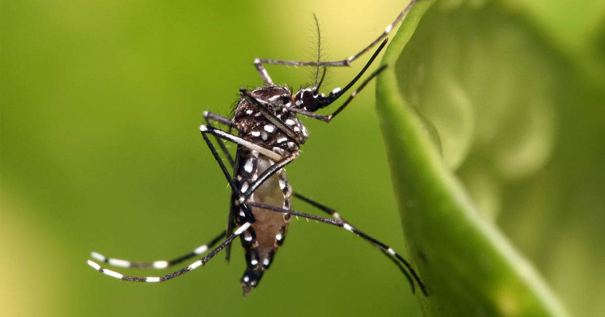 ডেঙ্গুতে আরও ৫ জনের মৃত্যু, হাসপাতালে ১১৩৯