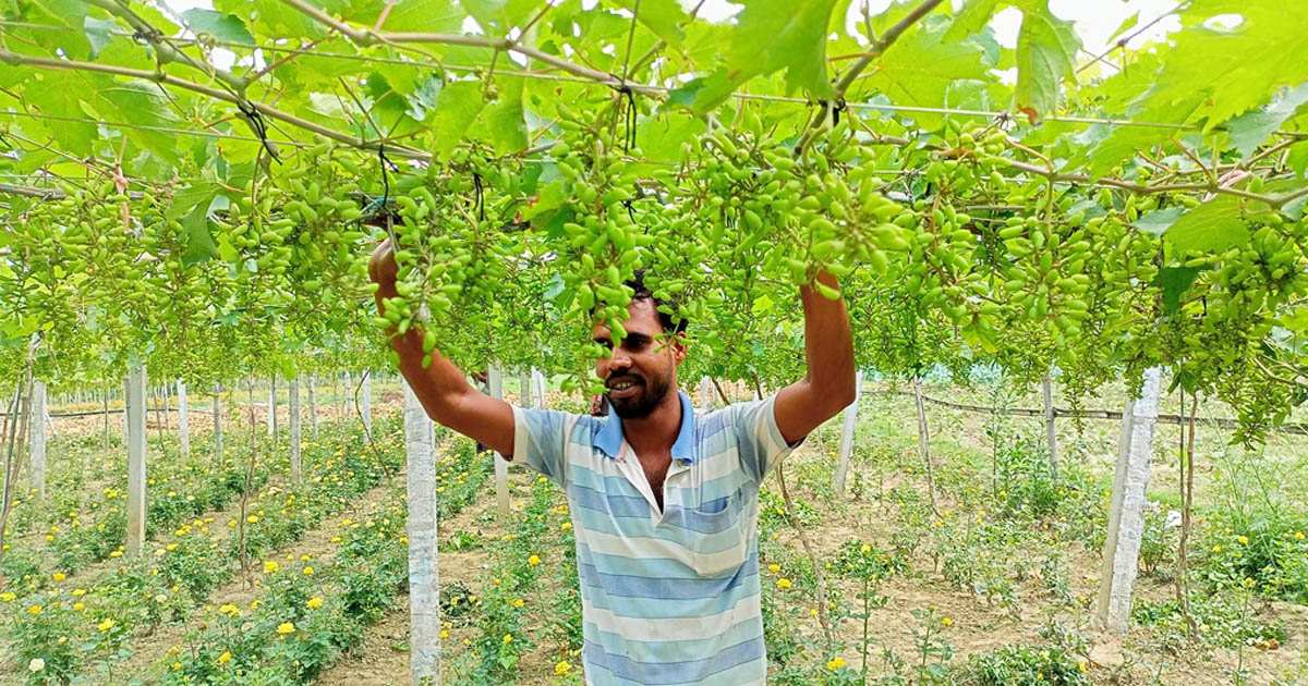 ইউটিউব দেখে আঙুর চাষে বাজিমাত, এক বিঘায় অর্ধকোটি টাকা লাভের আশা