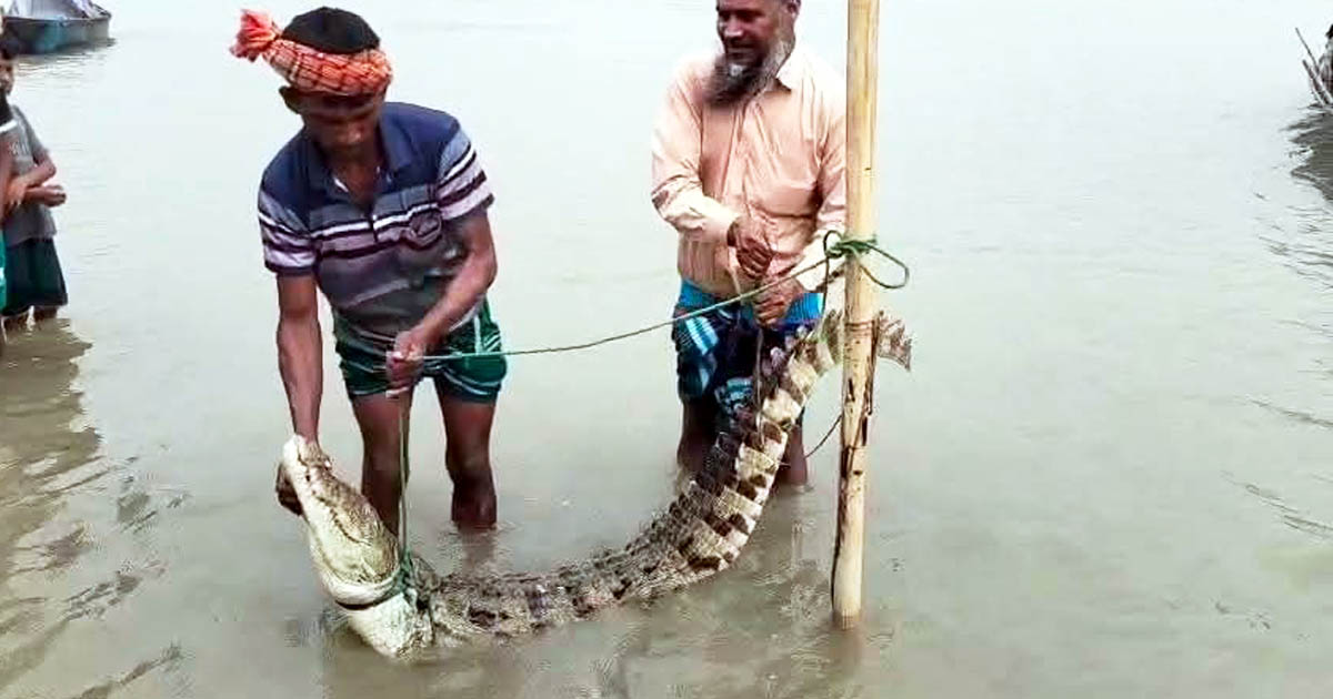 ফরিদপুরে পদ্মায় জেলেদের বড়শিতে ধরা পড়লো বিলুপ্তপ্রায় মিঠা পানির কুমির