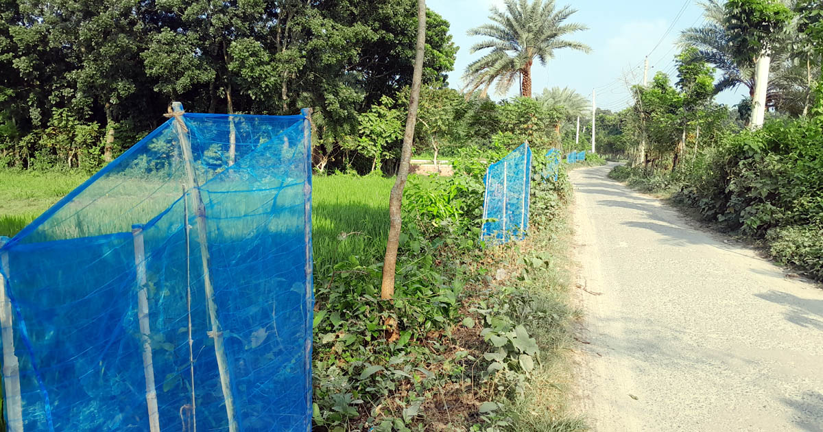 সবুজ মাগুরা গড়তে পৌর প্রশাসকের বৃক্ষায়ণ অভিযানে প্রশংসার জোয়ার