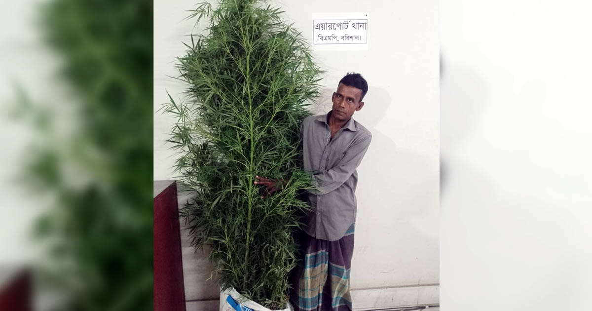 বরিশালে ফসলের ক্ষেতে গাঁজা চাষ, ১০ ফুট লম্বা গাছসহ কৃষক গ্রেপ্তার