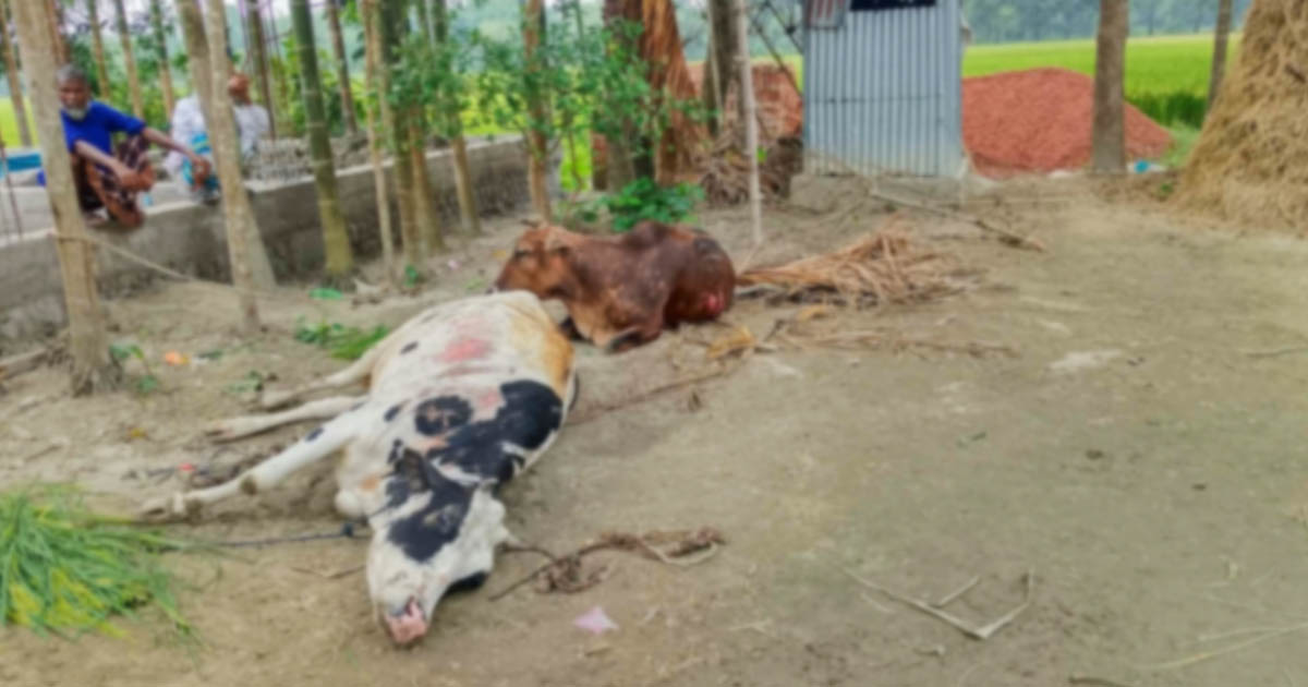 ঈশ্বরগঞ্জে গোয়ালঘরে কয়েলের আগুনে কৃষক দগ্ধ, গরুর মৃত্যু