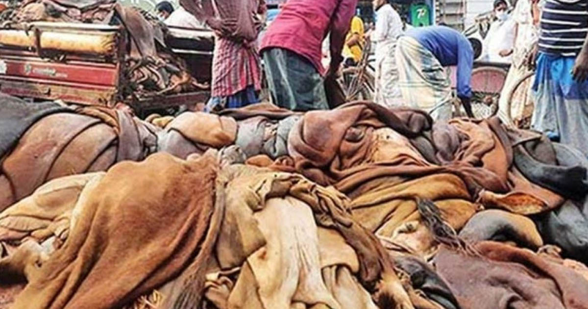চামড়ার ন্যায্যমূল্য না পেলে বাড়বে পরিবেশঝুঁকি