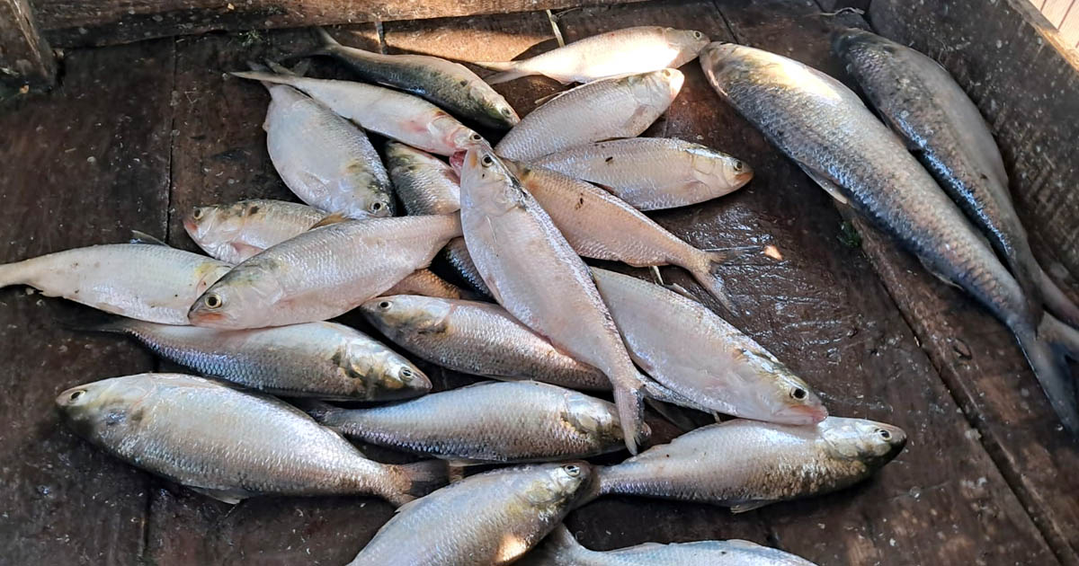 মেঘনায় কাঙ্ক্ষিত ইলিশ না পেয়ে হতাশ জেলেরা