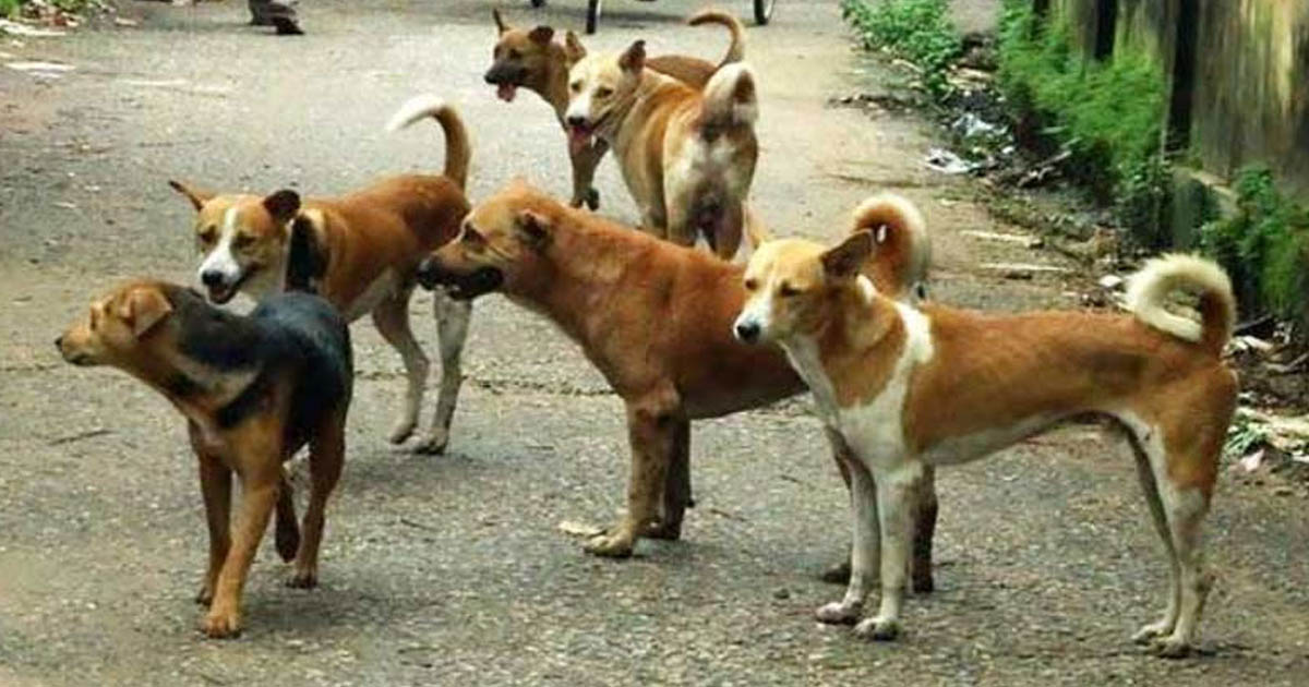 রমজানে বাংলাদেশ থেকে কুকুর পাচার হচ্ছে ভারতে