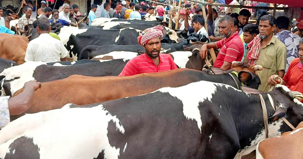 দিনাজপুরে কোরবানির পশুর হাট জমে উঠেছে, প্রস্তুত সোয়া ৪ লাখের বেশি পশু