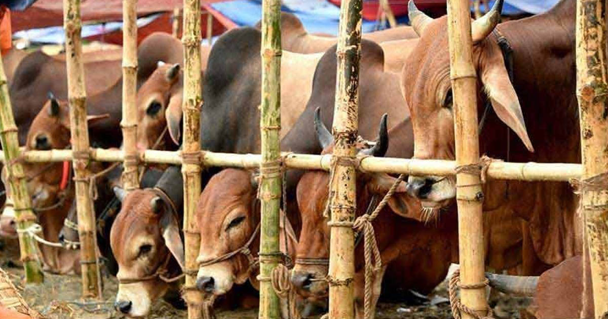 ঢাকায় কোরবানির পশুর হাটের ইজারা শেষ পর্যায়ে, ১৯টি চূড়ান্ত