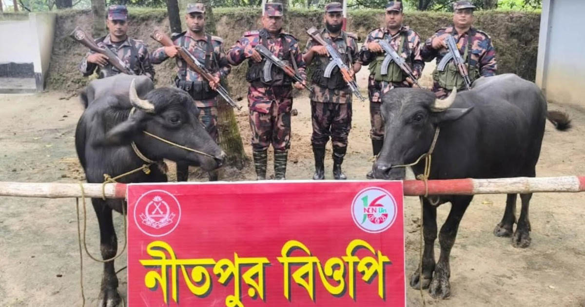পোরশায় নীতপুর সীমান্তে দুই ভারতীয় মহিষ আটক